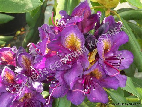 Rhododendrony v květu a listí