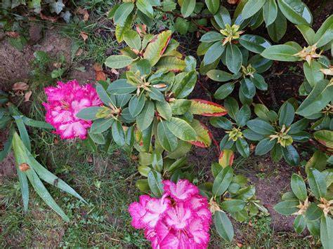 Rhododendron s opravdovým poškozením listů