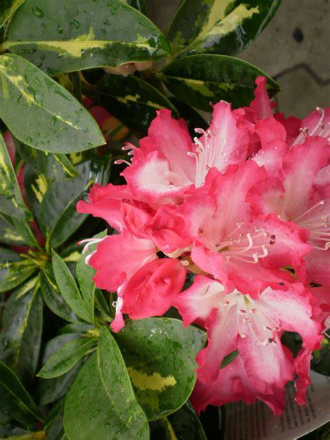 Rhododendrony v zahradě s pěkným kvetením