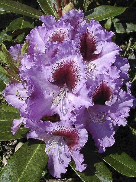 Rhododendron s bohatým kvetením a zdravými listy