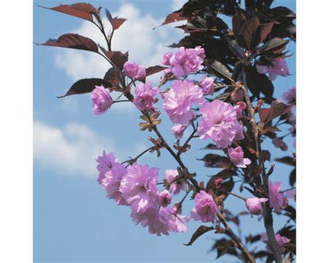 kvetoucí sakura s purpurovými listy