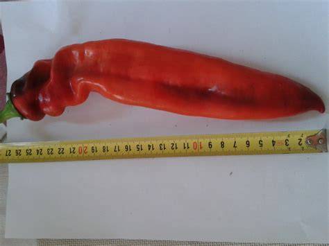 grafické srovnání odrůd peppers