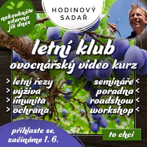ilustrační obrázek výsadby třešní Hedelfingenská