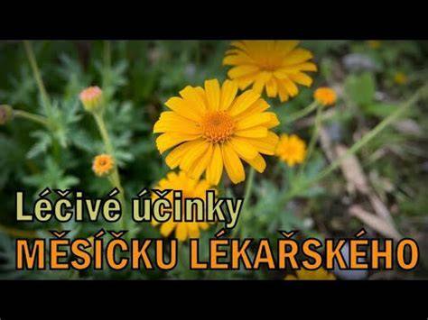 léčivé účinky měsíčku lékařského