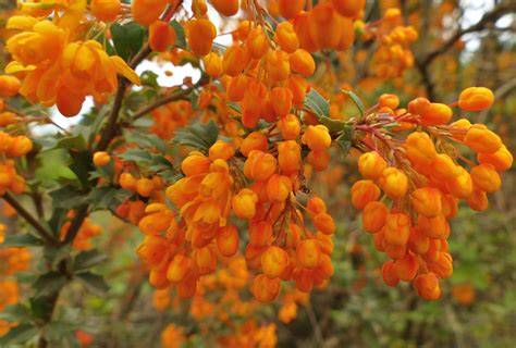 dřišťál Darwinův oranžovožluté květy na červených stoncích
