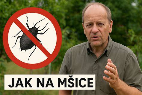 mšice postřik výsledek infographic