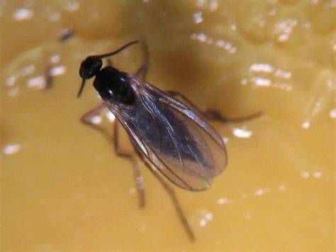 parazitické hlístice Steinernema feltiae