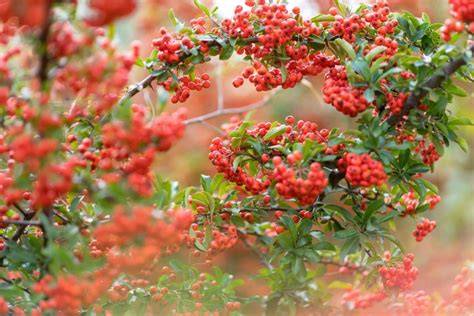 červené plody stromů a keřů v zimě