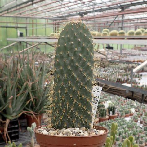 Opuntia gigantea výška a ploché články
