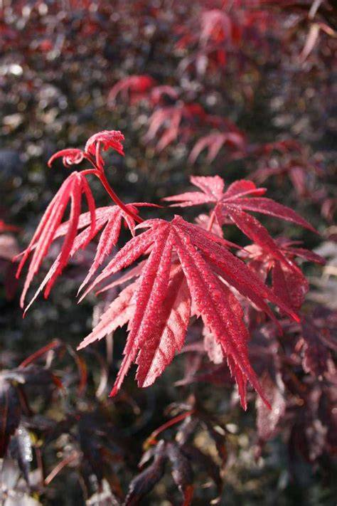 vizuál: různorodé kultivary Acer palmatum