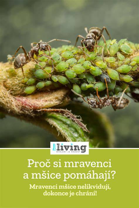 mravenci a mšice na stonku