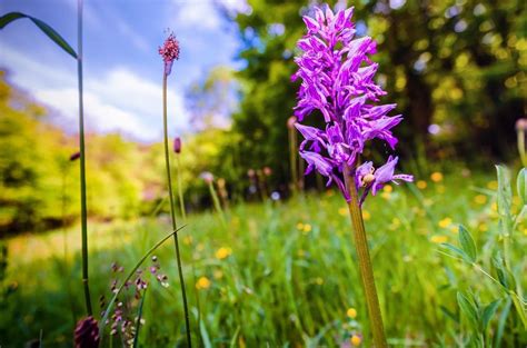 divoké orchideje v české přírodě - ilustrativní mapa výskytu
