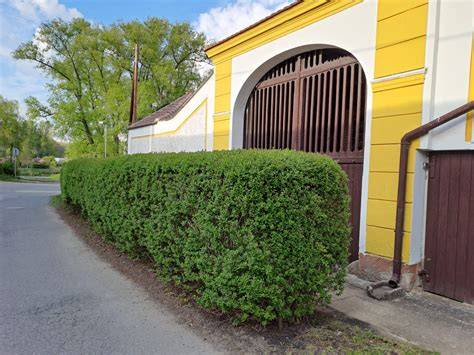 Detailní popis tvarování různých druhů živých plotů