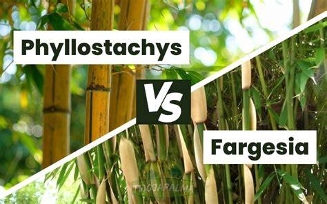 Infografika: Bambusové druhy Fargesia a Phyllostachys