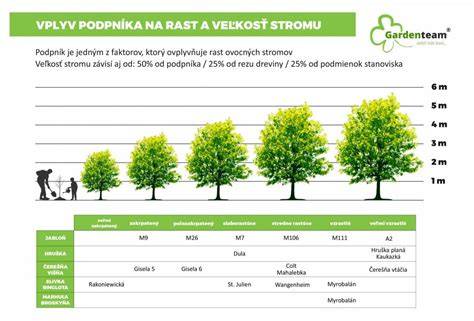Schéma střihu bambusu podle typu rodu