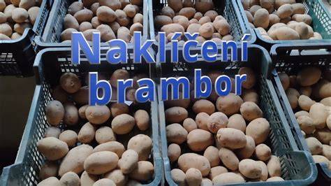 Skleníkové a skladovací podmínky pro brambory