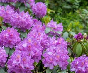 rododendrony-aranzace-na-vystave