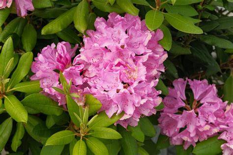 vystava-rododendrony-amg