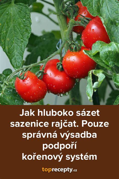 Roubování rajčat a kořenový systém
