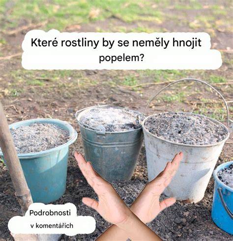 popel hnojivo a rostliny (infografika)