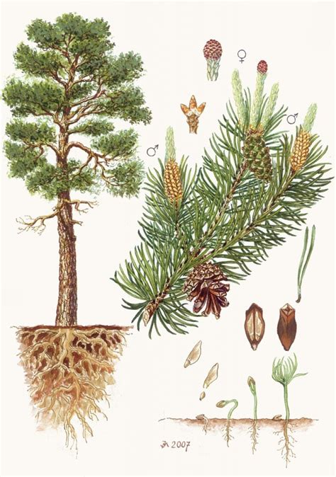 borovice Radiata ilustrace a habitus