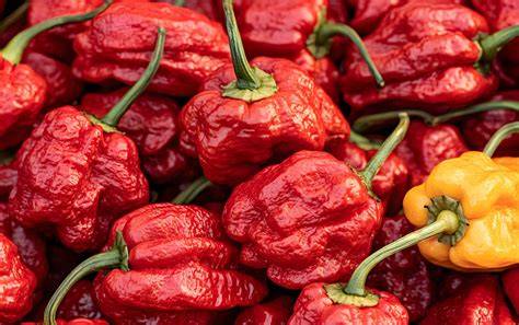 přehledný plán výsadby Carolina Reaper