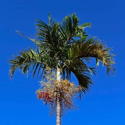 Palma Carpentaria Acuminata - rychle rostoucí palma