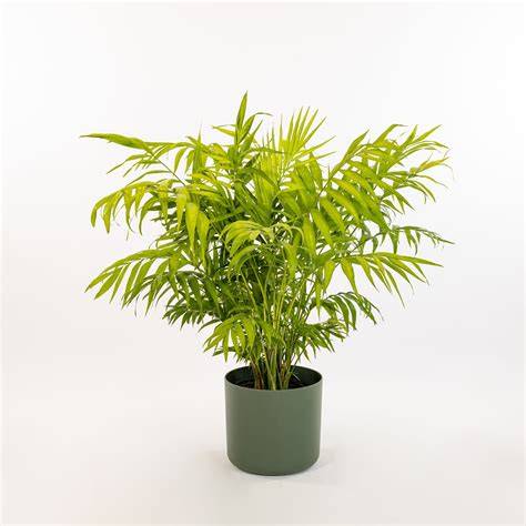 Chamaedorea elegans - hra světla a stínu