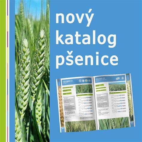 Infografika: AZOL FREE odrůdy pšenice ozimé