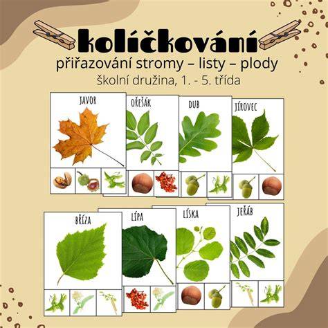 aktinídie - listy a plody