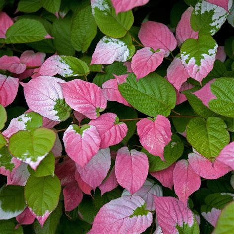 listy Actinidia kolomikta - unikátní zabarvení